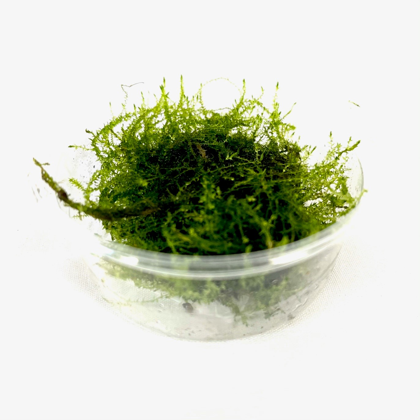 Aquascaping plants